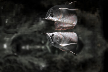 the gray fish in the aquarium is reflected on the surface of the water.