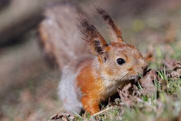 A cute squirrel is eating something in the forest. A beautiful red squirrel among the grass on the ground. a wild animal in nature. squirrel close-up.
