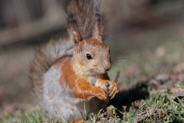 A cute squirrel is eating something in the forest. A beautiful red squirrel among the grass on the ground. a wild animal in nature. squirrel close-up.