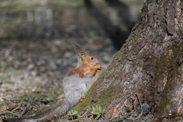 A cute squirrel is eating something in the forest. A beautiful red squirrel among the grass on the ground. a wild animal in nature. squirrel close-up.