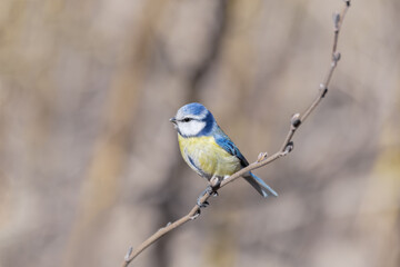 A beautiful little lapis lazuli sits on a branch. a bluebird with blue feathers on a tree. a...