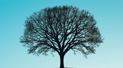 Majestic Silhouette of a Leafless Tree