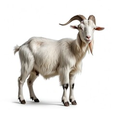 Fototapeta premium White Goat with Curled Horns