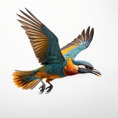 Fototapeta premium Colorful Bird in Flight