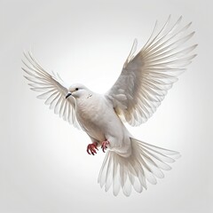 Obraz premium White Dove in Flight