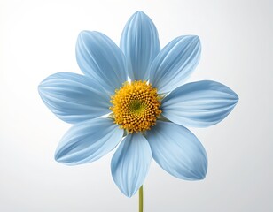 Single Light Blue Flower with Yellow Center