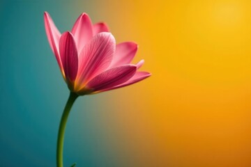 Fototapeta premium Single isolated flower in a bright contrasting environment, blossom, colorful petals, solo flower