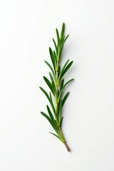 Single isolated sprig of rosemary on a plain white surface, simplicity, isolation