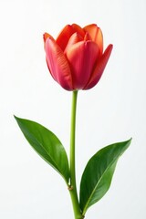 Fototapeta premium Single large stem isolated against white background, flora, garden, plantphotography