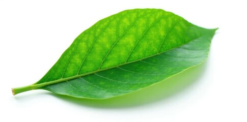 Obraz premium Single leaf isolated on white background with veins visible, leaf, texture