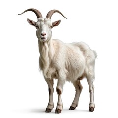 Fototapeta premium White Goat Isolated on White Background