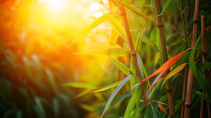 Growing corn illuminated sunlight images