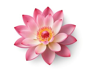 Pink Lotus Flower Blossom