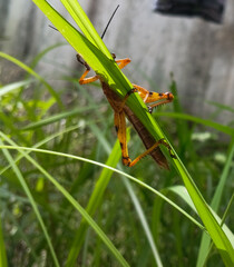 Grasshopper in a leaf