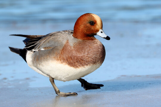 Eurasian wigeon