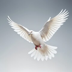 White Dove in Flight