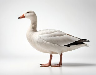 Obraz premium Snow Goose in Profile, White Background