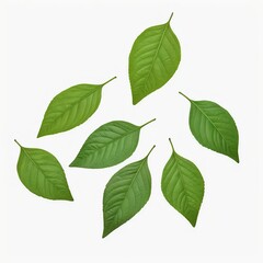 Fototapeta premium Green Leaves on White Background
