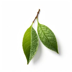 Obraz premium Two Green Tea Leaves on White Background