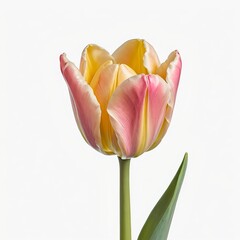 Single Pink and Yellow Tulip on White Background