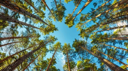 Fototapeta premium Looking Up Into a Forest Canopy