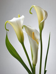 A gracefully curved branch of Arum Lily flowers, isolated against a pure white background.