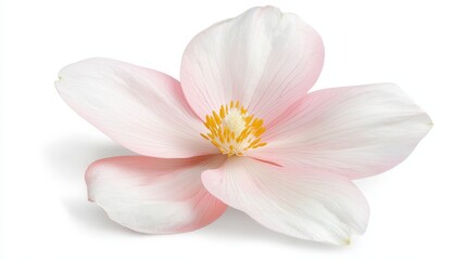 Naklejka premium Closeup of beautiful pink flower on pristine white background