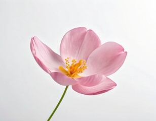 Delicate Pink Flower on White Background