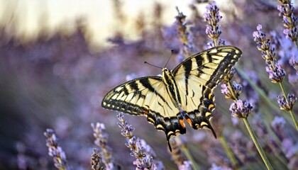 Swallowtail in a Meadow