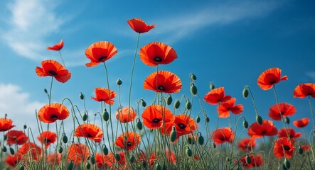 Obraz premium Vibrant red poppies swaying in gentle spring breeze under blue sky