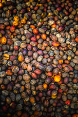 Food Series : Fresh coffee beans background