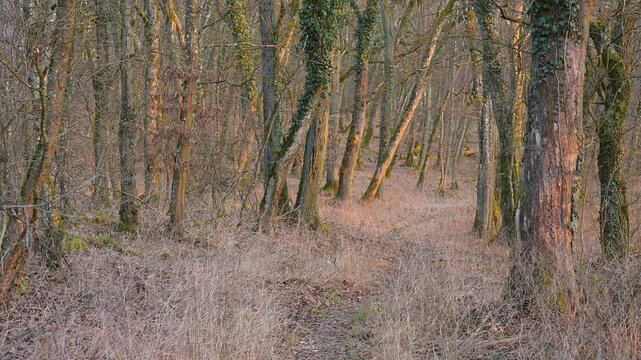Weg, Laubwald, Eiche, Efeu, Morgen, Fr&uuml;hling, Sodenberg, Hammelburg, Rh&ouml;n, Bayern, Deutschland, Europa