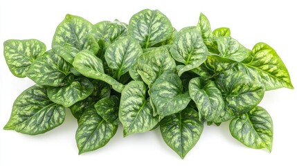 Fototapeta premium A fresh bunch of spinach leaves, isolated on a white background