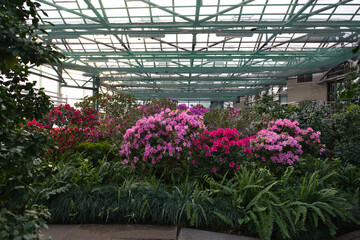 Vibrant pink and red azaleas bloom amidst lush greenery inside a greenhouse