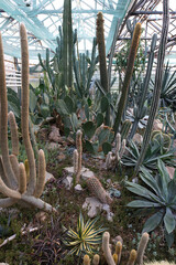 A greenhouse interior filled with a diverse collection of succulents and cacti
