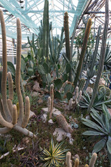 A greenhouse interior filled with a diverse collection of succulents and cacti
