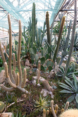 A greenhouse interior filled with a diverse collection of succulents and cacti