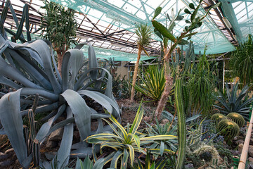 A huge agave plant dominates the foreground of a greenhouse