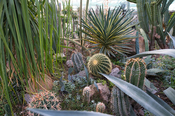 A greenhouse interior filled with a diverse collection of succulents and cacti
