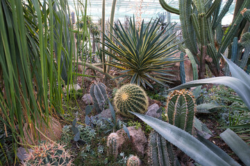 A greenhouse interior filled with a diverse collection of succulents and cacti
