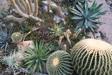 A greenhouse interior filled with a diverse collection of succulents and cacti