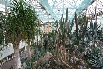 A greenhouse interior filled with a diverse collection of succulents and cacti