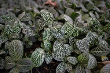 Close-up of Fittonia albivenis plant with striking white-veined green leaves