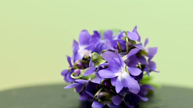 bouquet of wild violets