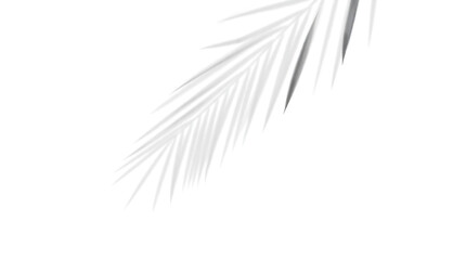Obraz premium Realistic palm leaf shadow overlay effect isolated on white background, Natural shadow of tropical palm branch. Mockup of transparent shadow for product presentation, backdrop, Design elements, 