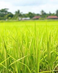 Fototapeta premium A vibrant green rice field stretches under a clear blue sky, dotted with fluffy white clouds. The sun casts a warm glow, highlighting the lush, swaying rice plants in the gentle breeze.