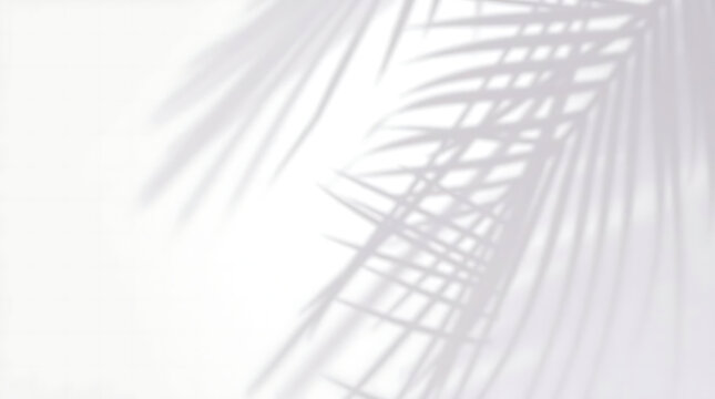 Realistic palm leaf shadow overlay effect isolated on white background, Natural shadow of tropical palm branch. Mockup of transparent shadow for product presentation, backdrop, Design elements, 