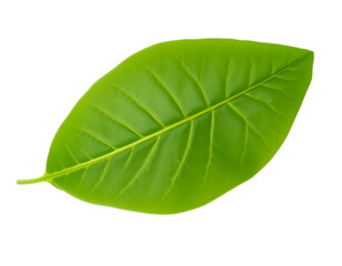 Obraz premium A single green leaf, isolated macro flora, shows bright, fresh veins against a stark white