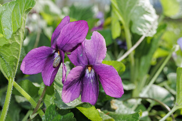 Viola odorata Sweet Violet flower close up petals