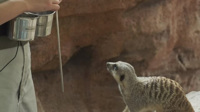 Woman feeding meerkats or suricate animal (Suricata suricatta) in a zoo, 4k